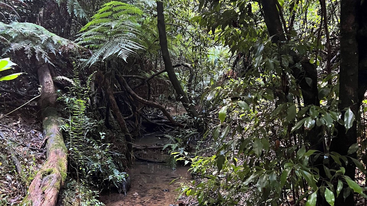 Elands House | Log Cabin OFF GRID, fire place, balconies/library/Rain forrest, walk, swim.
