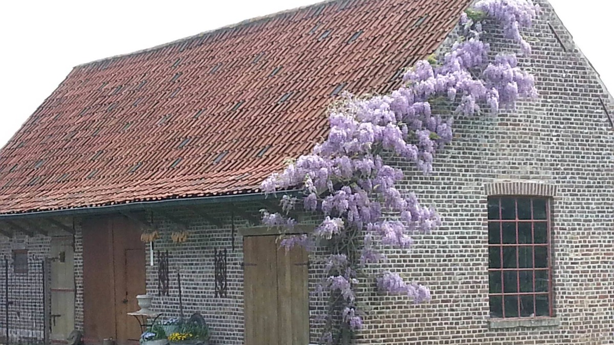 Lotenhulle Bed & Breakfast | Lomolen B&B