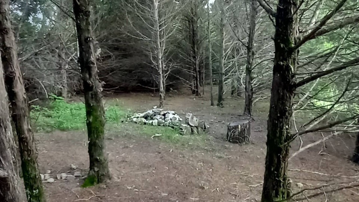 Elkland RV Rental | Lonely Pine @B Berry Farms