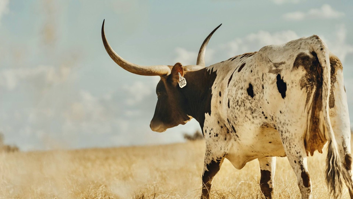 Elgin Cottage | Longhorn Ranch Casita