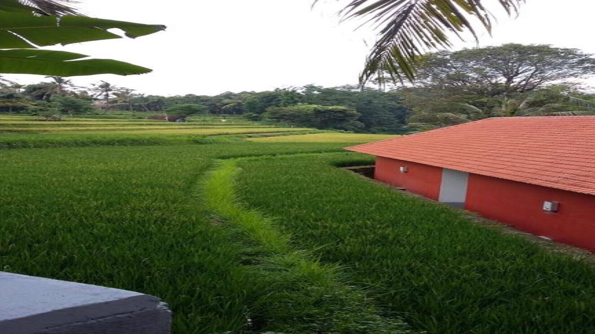 Singaraja House | Lotus Guesthouse Sudaji: a natural and unique place in the North Bali.