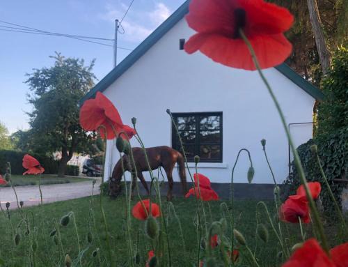 Piliscsaba Apartment | Lovas Udvarház Ezüst Zabla Apartman Piliscsaba