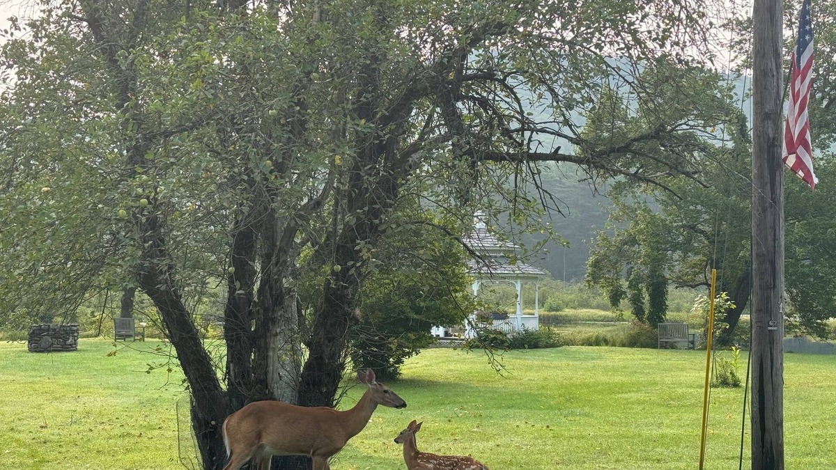 Rowe House | Lovely 2-bedroom house private 2ac setting. Hiking, swimming, kayaking, skiing.
