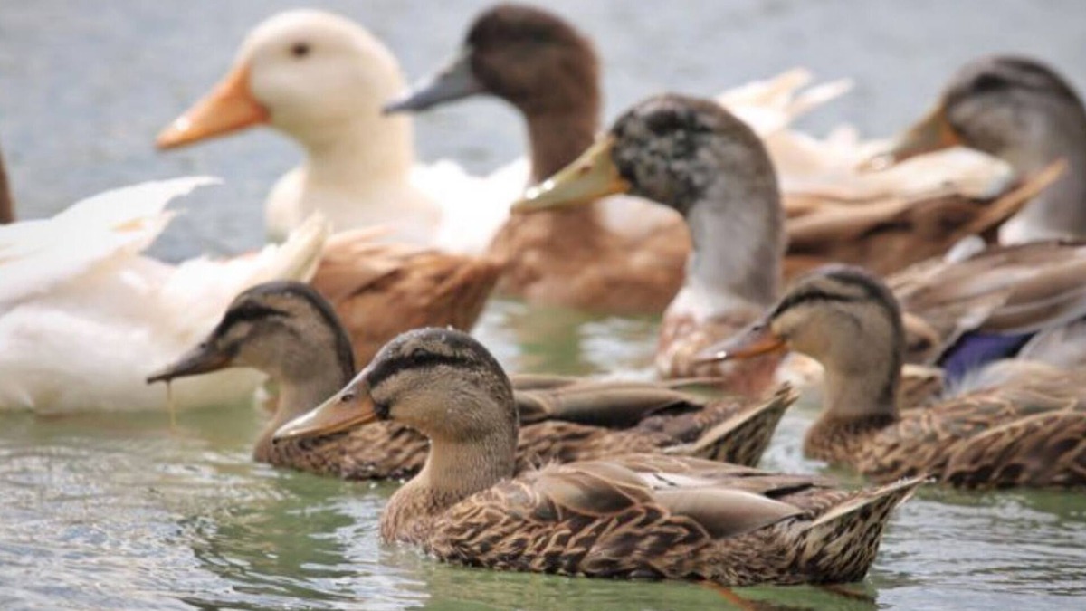 Terra Alta Apartment | Lucky Duck Lucky You! New Listing, 8 Duck ponds w/Ducks