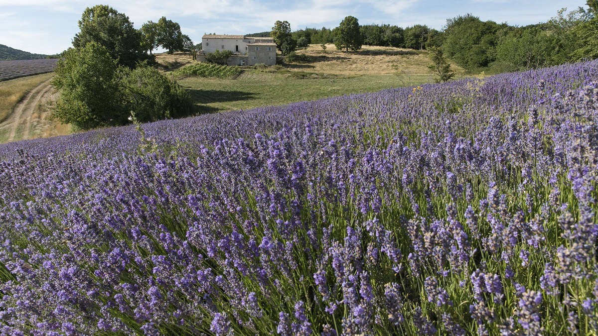 Redortiers House | Luxurious Bastide amid lavender fields