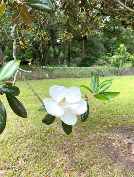 Albany House | Luxurious Hidden Oasis 4BD Near Downtown Albany, GA