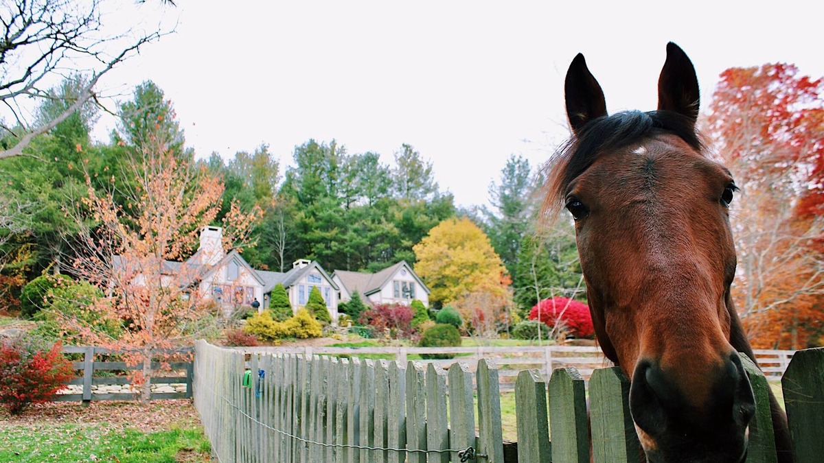 Banner Elk Cottage | Luxury Wildflower Cottage: Mountain Views, Farm Animals, and Exquisite Decor