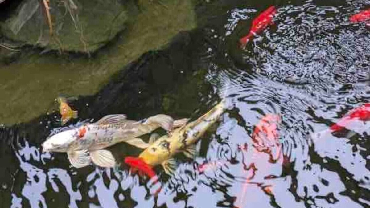 Paukaa Bed & Breakfast | Magic Skies Koi Pond View Handicap Accessible Room