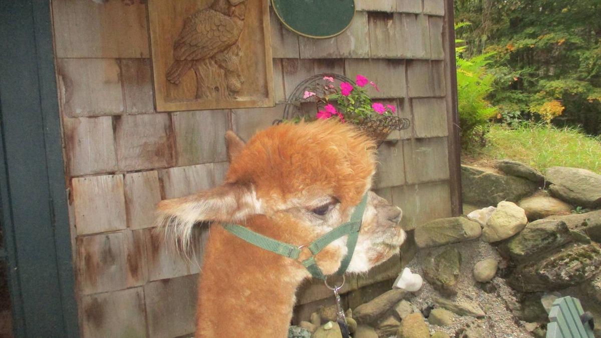 Conway Apartment | MAGICAL GETAWAY ON AN ALPACA FARM