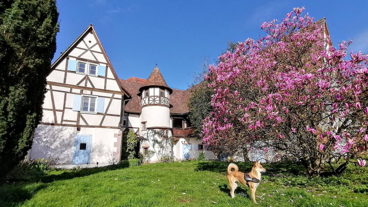 Wissembourg Apartment | Maison Alsacienne du Xviè Dans le Parc Naturel des Vosges du Nord