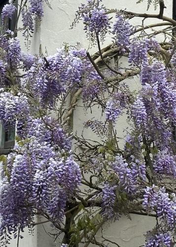 Keynsham Bed & Breakfast | Manor Lodge Guesthouse