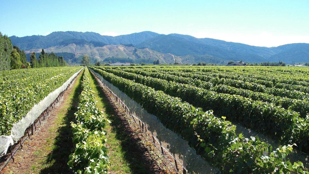 Renwick Cottage | Marlborough Magic - Rapaura Holiday Home