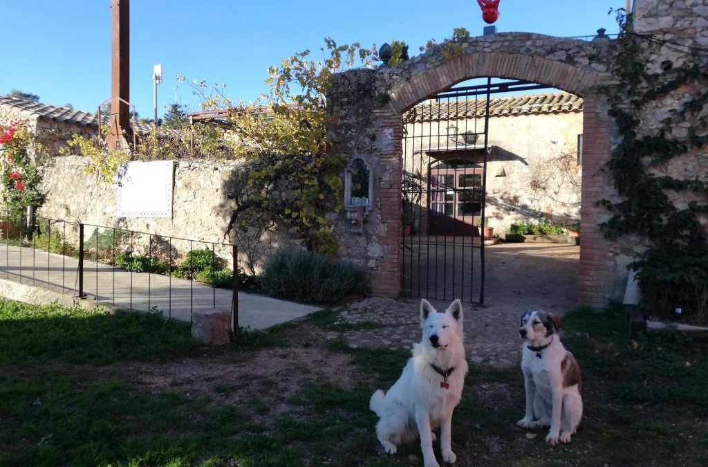 Sobrestany Bed & Breakfast | Mas Del Llop Blanc - Dog friendly Hostal Rural - B&B