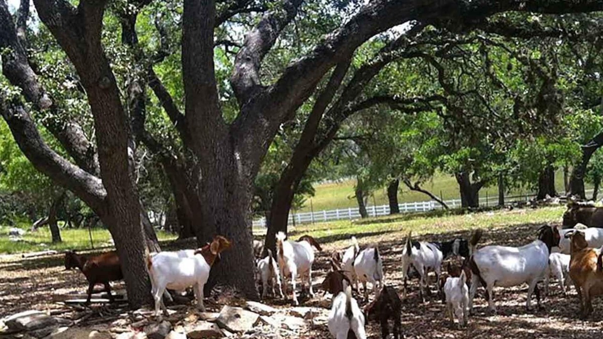 Boerne Cabin | MegaCabin on a 40-Acre Wildlife Preserve, Exotic Animal Sanctuary & Horse Ranch