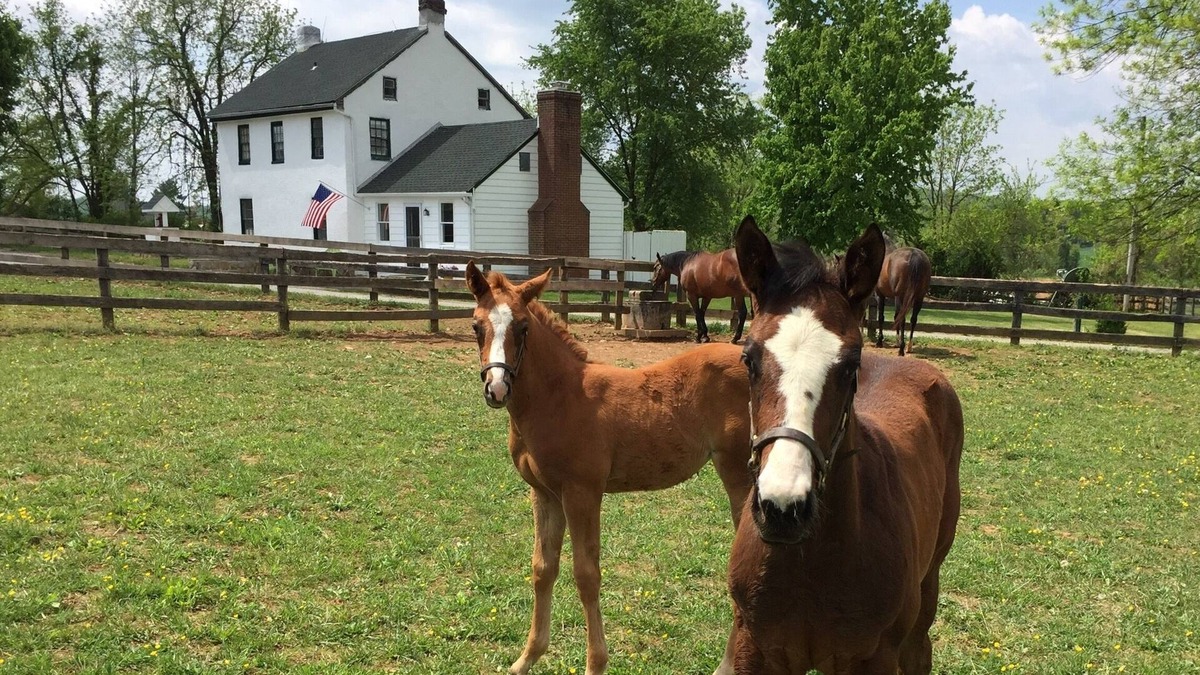 Fork House | "Merrywell" A Horse Lovers Haven.