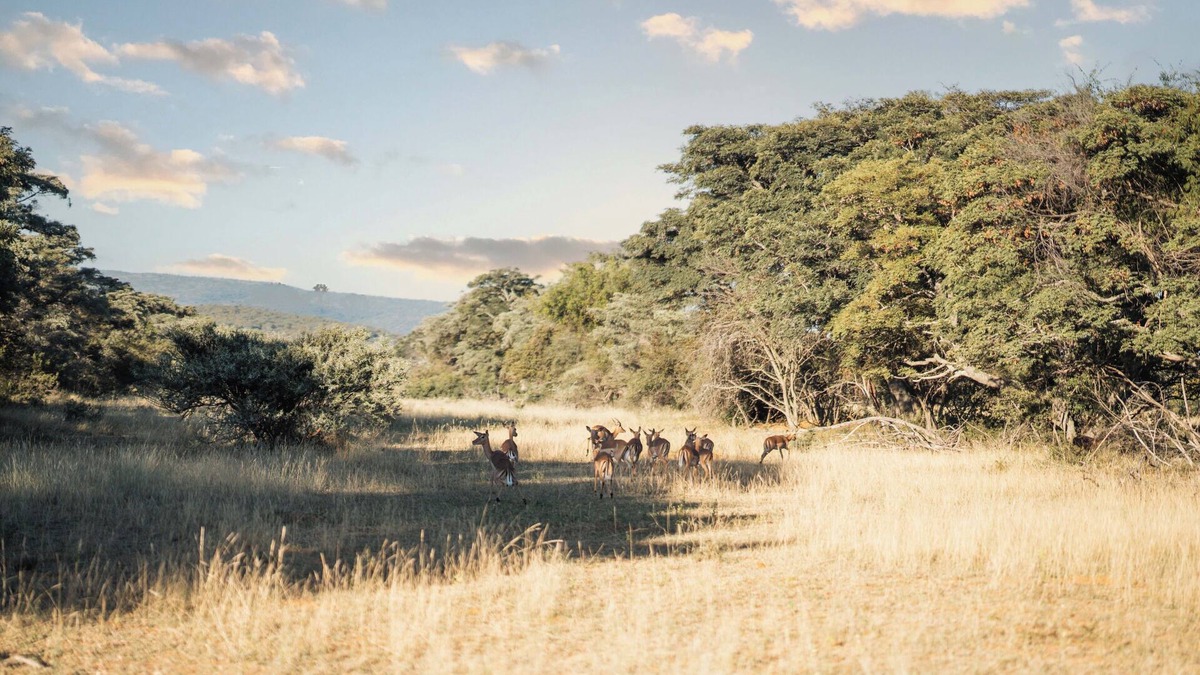 Mookgopong House | Mmakuba Game Lodge, Two Bedroom Villa 3