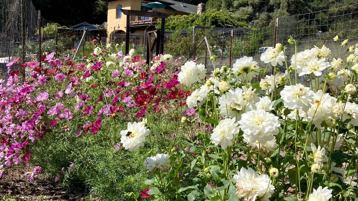 Day Valley Cottage | Monterey Bay Farm Retreat! Best access to Monterey & Santa Cruz attractions.