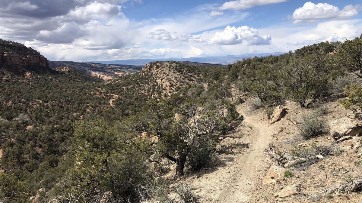 Grand Junction House | Morning Coffee with the quail. Great views, excellent trails, and work friendly