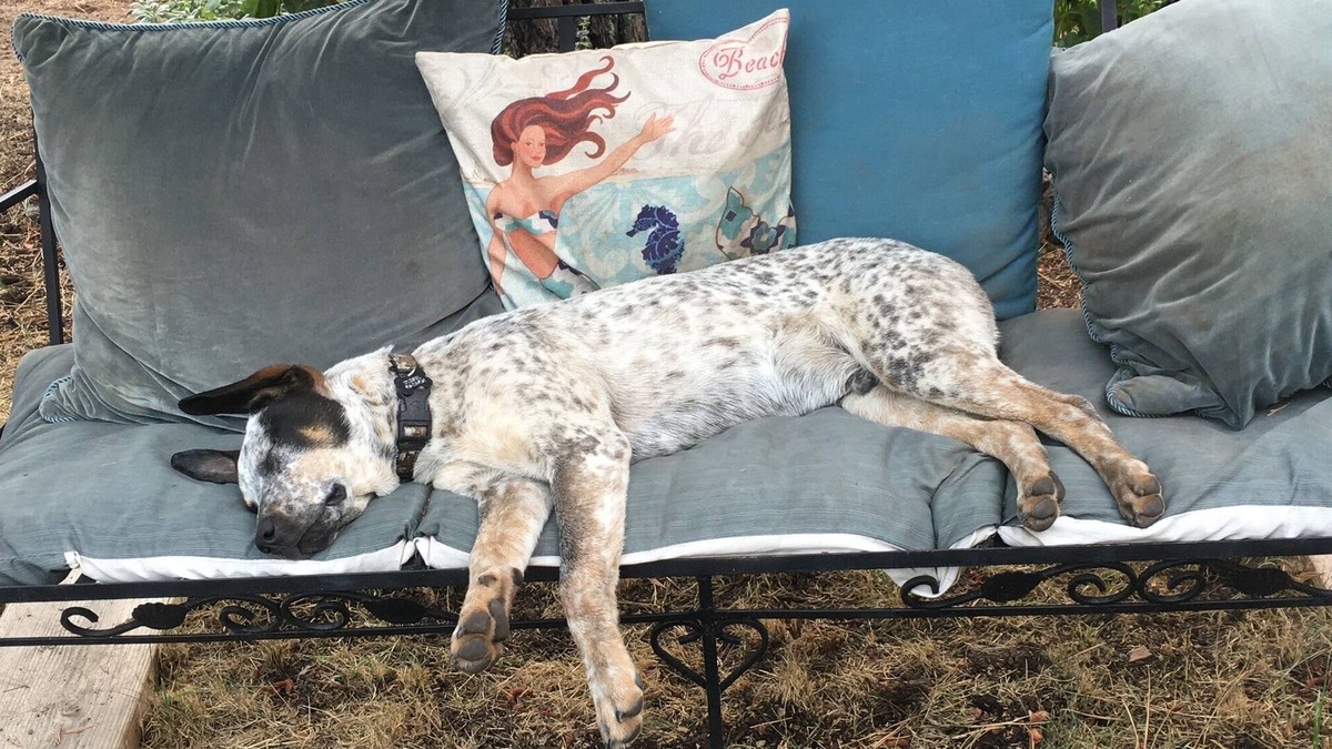 Weed House | Mountain Breeze - Pet Friendly Read Our Reviews