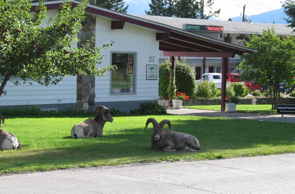 East Kootenay Hotel | Mountain Springs Motel
