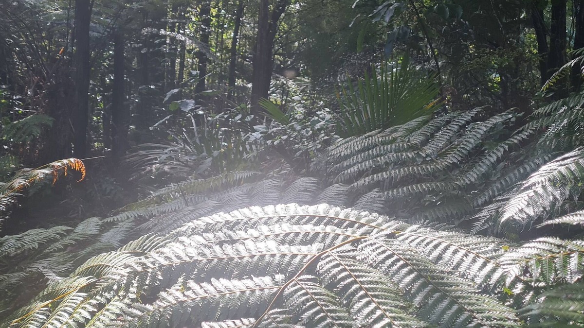Amodeo Bay House | Nature at its very best park like lawn, stuning stream, fire pit pet friendly!
