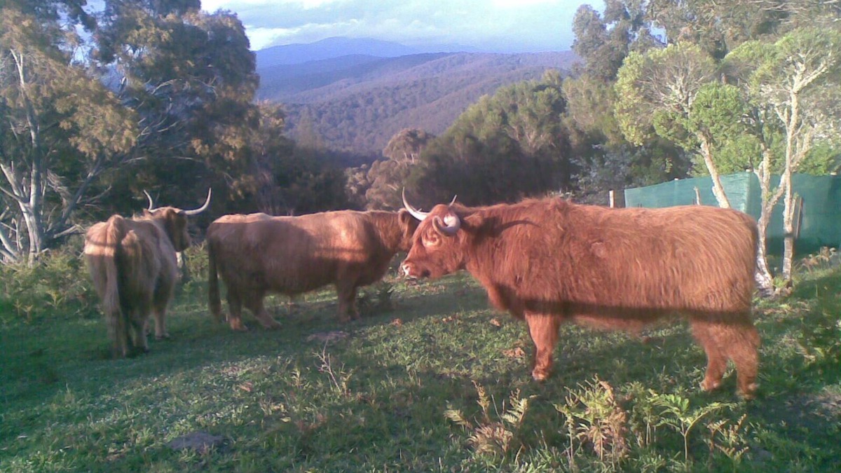 Neerim East Bed & Breakfast | Near and Far Nature Stay, self contained cabins.n