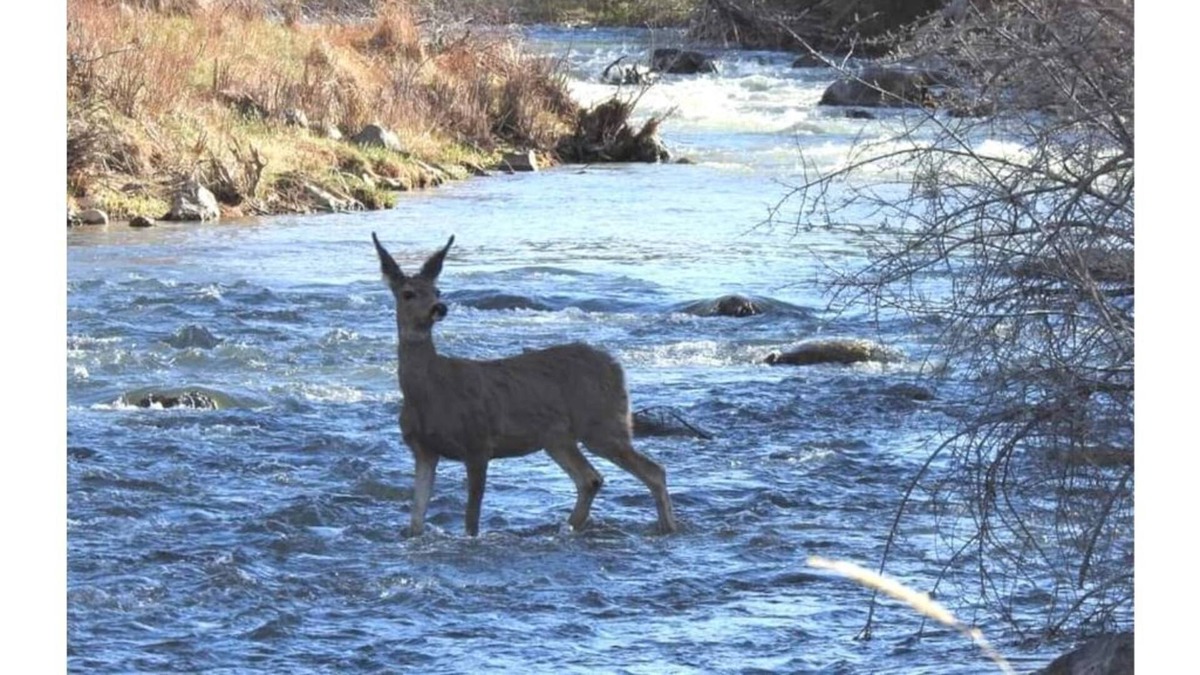 Hatch Cabin | Near Bryce/ Zion Backyard River Retreat - Fish, Raft, Hike 1 Bd/Bth and/or Camp!
