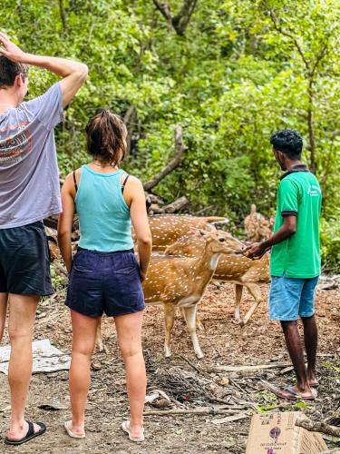Debarawewa Hotel | Nehansa Resort and safari