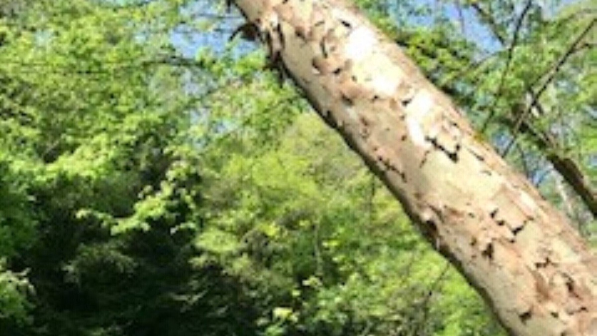 New Castle House | Neshannock Falls Camp