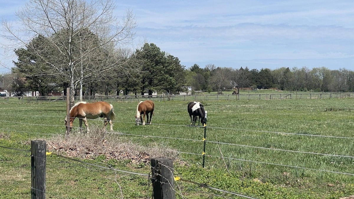 Smyrna House | New family & pet friendly Farmhouse*Equine retreat*Allen House centrally located
