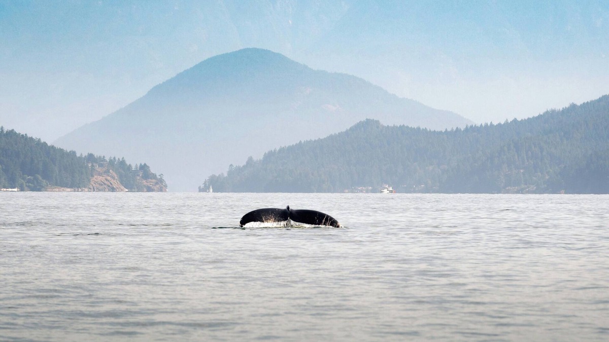 Chemainus House | * NEW* Seaside Getaway | Sleeps 10 | 1 hr to Victoria! | Book now for 2026!