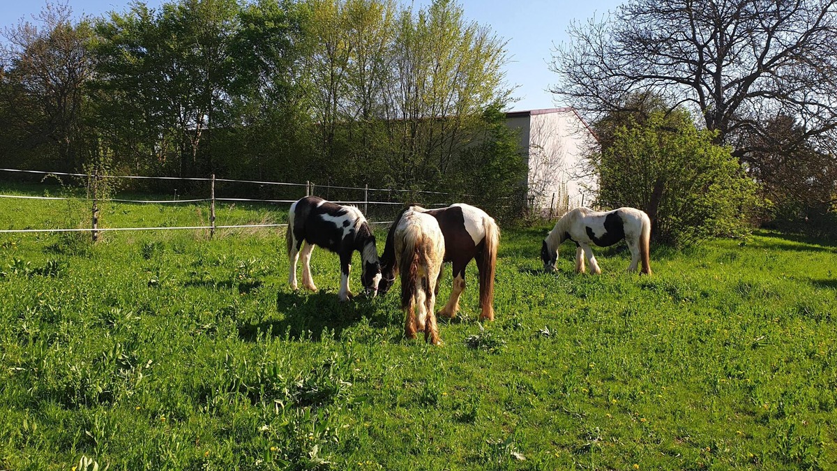 Gau-Weinheim Apartment | NEW! Tinkerhof apartment near Bingen
