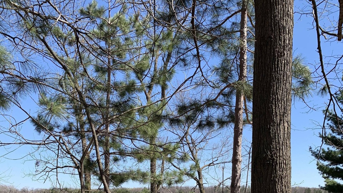 Pine City Cabin | Newly Updated Cabin On Cross Lake