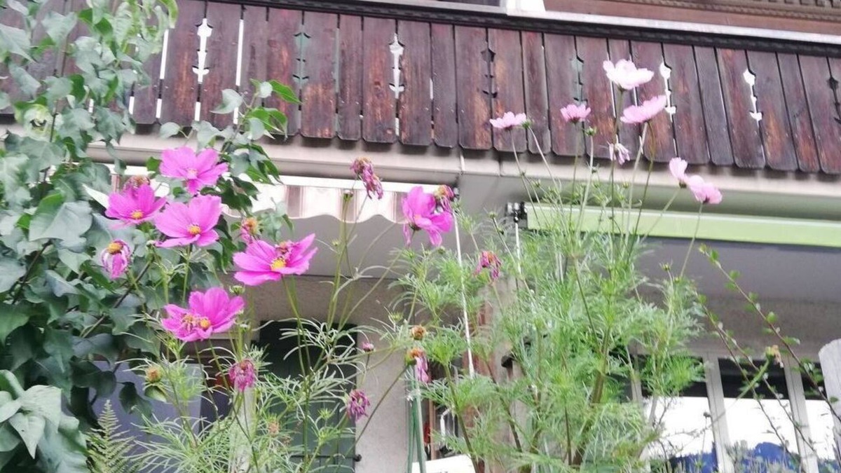 Lenk Apartment | Nice apartment for 6 people with TV, balcony and pets allowed