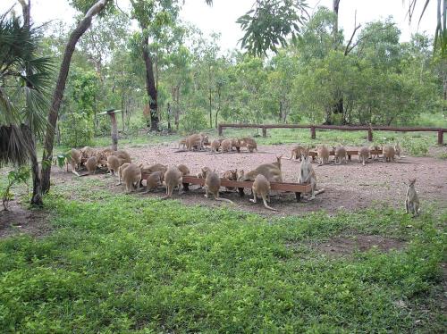Finniss Valley Other | Nina's Ark Wildlife Sanctuary Package