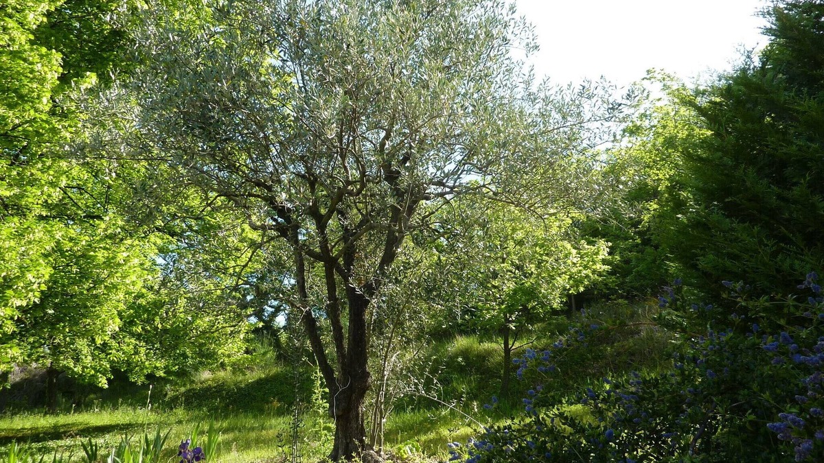 Nyons Cottage | NYONS Autonomous Logis for 4 to 6 people in a quiet Mas with scents of Provence