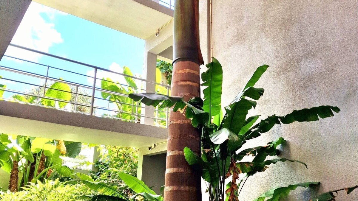 Beacon Hill Apartment | OASIS Apartments Simpson Bay