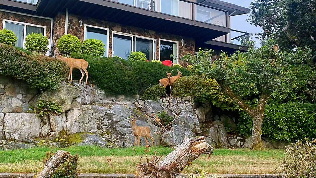 Regional District of Nanaimo House | Oceanview Guesthouse