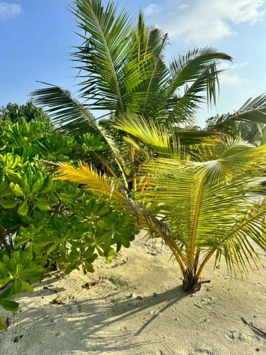Maamigili House | Oi Beach
