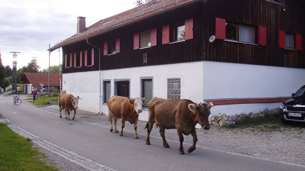 Oy-Mittelberg House | Old Bachtel Dairy