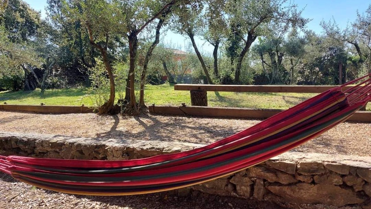 Tornac House | Olive trees