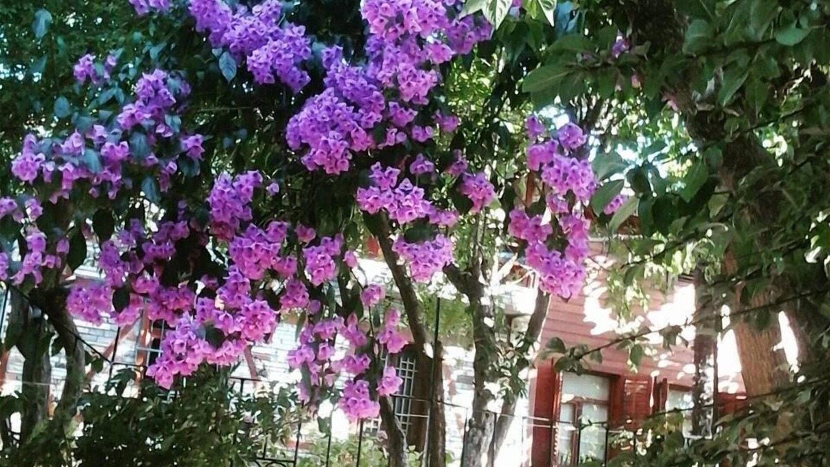 Adalar House | Orhan Kutbay'in Evi Turyolu Cafe Pansiyon