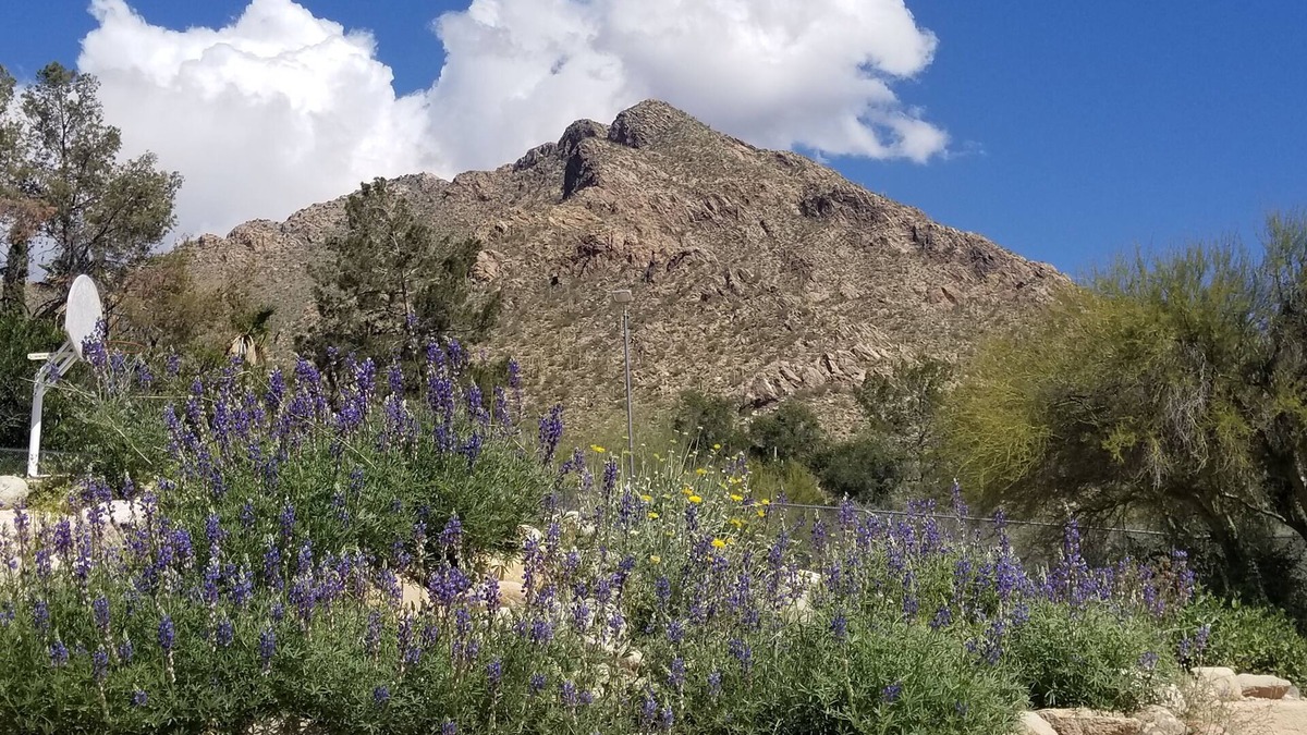 Rancho Catalina House | Oro Valley Guest house - Oracle/Magee Close to Everything! Hiking/Golf/Swimming