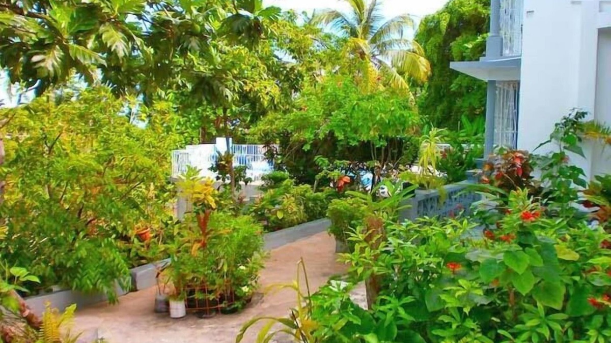 Montego Bay Hotel | Palm View Guesthouse and Conference Centre