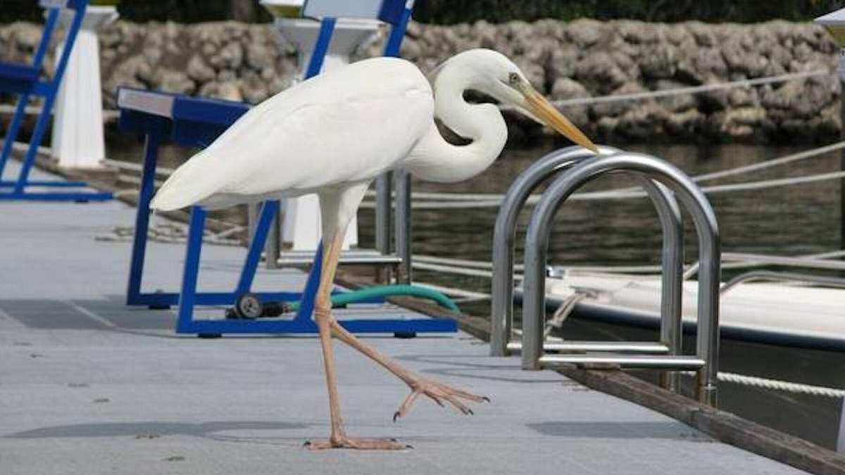 Key Largo Condo | Paradise in the Florida Keys at our Moon Bay Condo