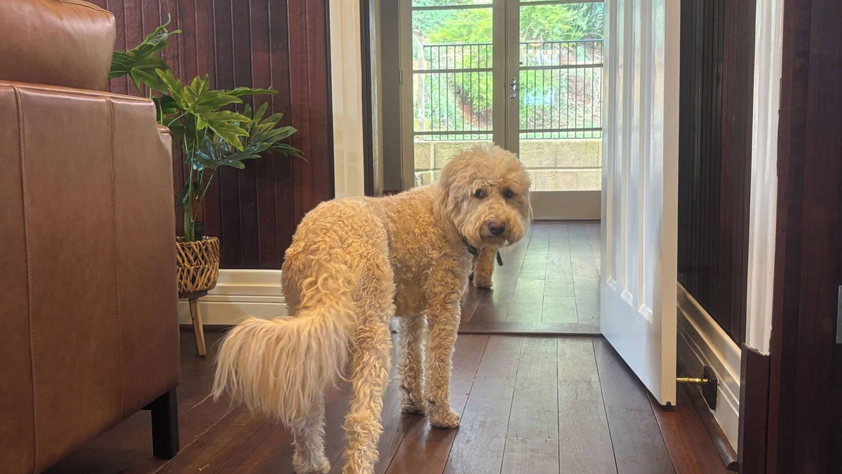 Bridgetown House | Pawfect Retreat – 3Bed, Dog Lovers’ Luxe Heritage Home,5 minutes to town!