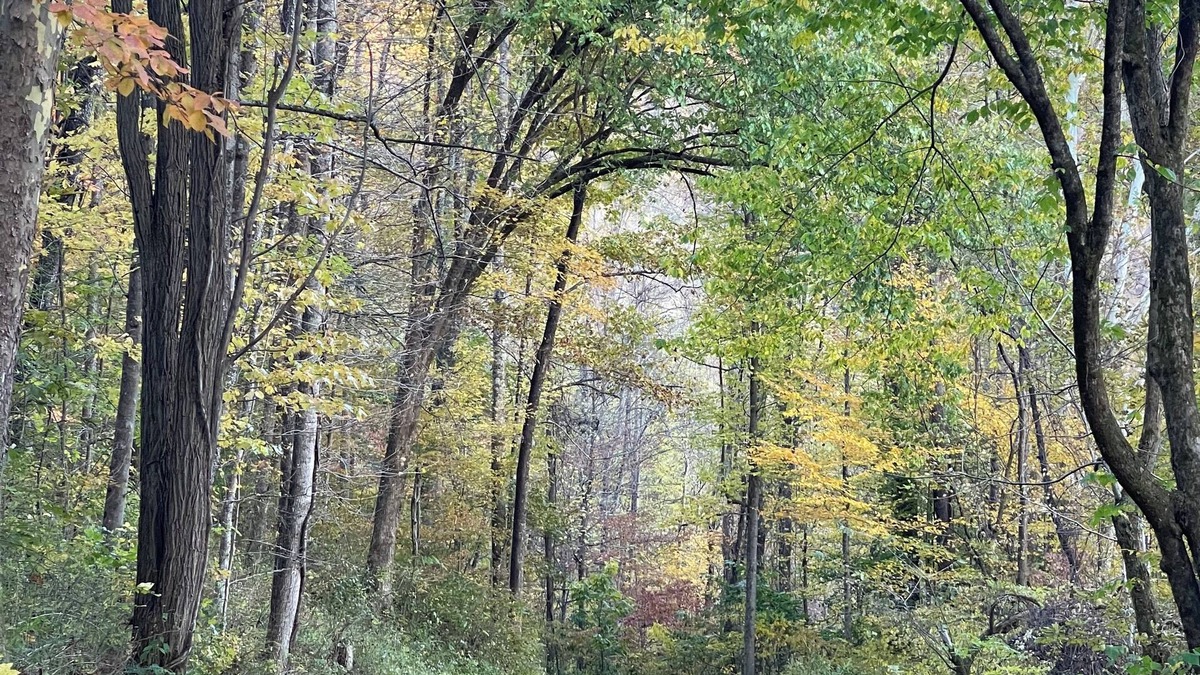 Webster Springs House | Peaceful and Spacious mountain retreat. Full of amenities. Off grid yet close.