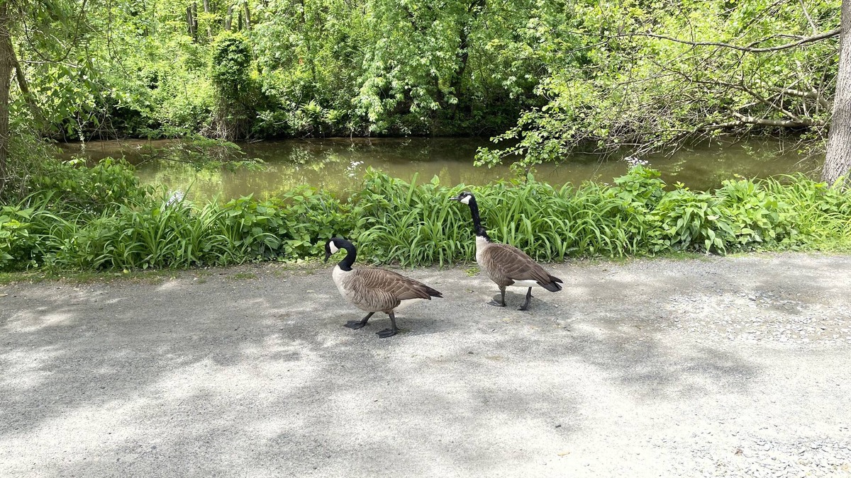 Lambertville House | Peaceful home on the NJ Delaware canal tow path, blocks away to town.