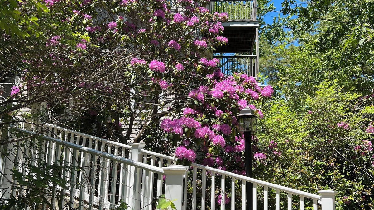 Cape Neddick House | Peaceful retreat among the trees only a five minute walk to Perkins Cove