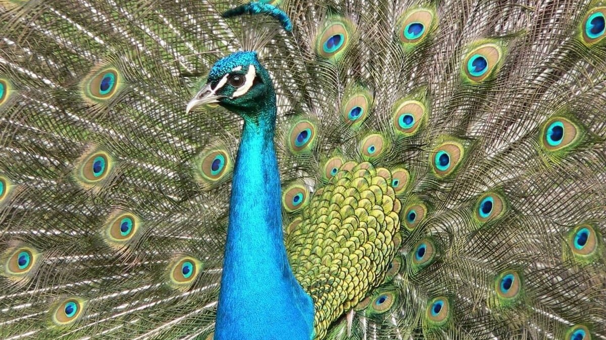 Disston Heights House | Peacock Paradise with Pool & Wild Peacocks 🦚🌴🌞